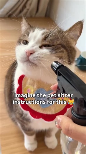 @furreal_whimsy on Instagram: "Scarface, the famous lion from Kenya’s Maasai Mara National Reserve, died on June 11, 2021 at the age of 13 or 14. He died from natural causes, likely due to old age and starvation. . . . #lionking #lion #disney #lions #simba #thelionking #lioness #king #wildlife #lionsofinstagram #animals #love #nature #hakunamatata #africa #wildlifephotography #liontattoo #safari #art #lioncub #mufasa #lionlove #bigcats #nala #lioncubs #cat #lionguard #animal #kenya #maasaimara"