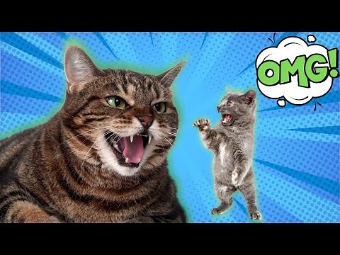 Do Male Cats Kill Kittens? (The Disturbing Truth)