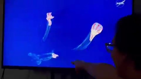 Artemis made a dick and balls when it landed USA USA USA 𓂸