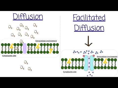 Diffusion & Facilitated Diffusion | Membrane Transport | Biology