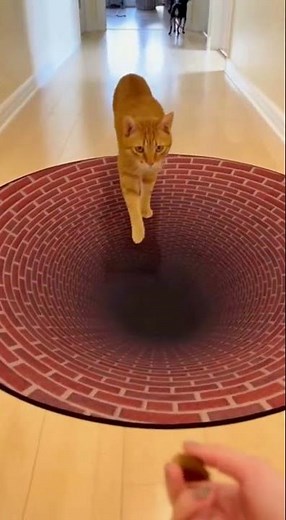 Who’s Smarter ? 🤣 Optical Illusion Rug Confuses Dog but NOT the Cat! 🤣