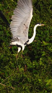 160K views · 989 reactions | Cocoi Heron Flight Wincent 00ZYD #bird #nature #wildlife | HAWI Studios | Facebook