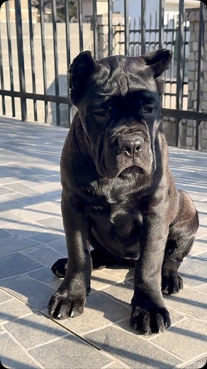 6.9K views · 114 reactions | Black brindle female 轢 3.5 months old 46 lbs weight #cane #canecorso #canecorsoofinstagram #canecorsopuppy #canecorsolovers #canecorsoofinstagram #reelsinstagram #viralinstagram #love #instagood #beautiful #happy #cute #tbt #followme #sports #fitness | Aleksandar Cvijetic | Facebook