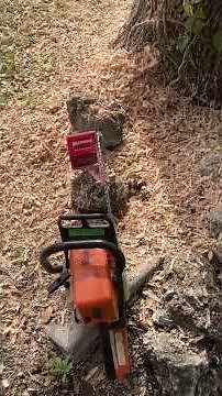 How to remove tree roots from your lawn. No more hitting them with the mower!