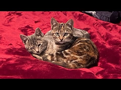 Brother SE725 Sewing and Embroidery Machine First Project