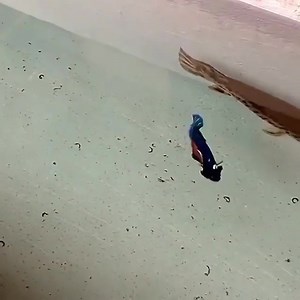 346K views · 1K reactions | Monster!!! Taken off the Internet. We do not condone or recommend this fish combo!!! | MonsterFishKeepers.com | Facebook