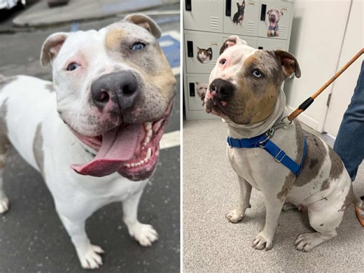 Shellsea Shines Brightest Away from the Shelter - Alameda Post