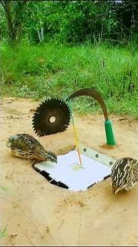 Effective Quail Trapping Techniques 🐦 | Smart Animal Trap Idea #youtubeshorts
