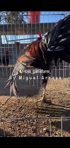 Sweater Pull | Arroyo Gamefarm