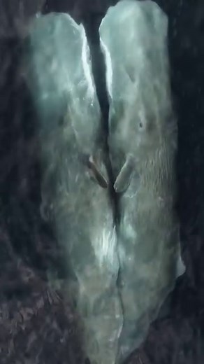 Beautiful moment captured forever 🐋 Two sperms whales (Physeter macrocephalus) mating ⁠🥰 ⁠ Credit: Jamie Lally @natureman.j & @bajawildencounters #ausgeo #spermwhale | Australian Geographic