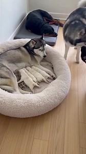 1.4M views · 7.5K reactions | A male Husky discovers a black puppy in a litter of white Huskies. He hilariously 'returns' the pup to a sleeping Rottweiler, then gives the mother Husky an accusatory side-eye and bark. | Paul & Friends | Facebook