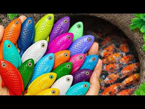 Catch beautiful aquarium fish in small pond baby turtles, guppies, puffer fish, spider, molly fish.