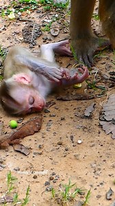 Million Tears, Endless Pain! Helpless Baby Monkey Lynx Screams for His Mother Until He Loses Strength and Faints — A Truly Emotional Moment of Suffering That Touches Every Heart Watching. #fypviralシ #cute #monkey #monkeys #animal #babymonkey #reel #facebookviral #fblifestyle | Monkey Of Cambodia