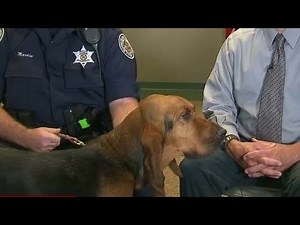 How do police dogs track fugitives