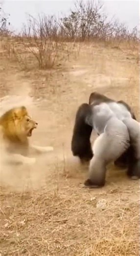 🦍 GORILLA vs LION! Battle for the Throne! 【野生の激突】ゴリラ vs ライオン！究極の頂上決戦