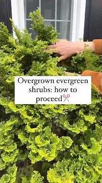 How to Prune Overgrown Shrubs