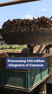 205K views · 237 reactions | Cassava spoils easily so processing it quickly is important. #cassava #food #agriculture | Insider | Facebook