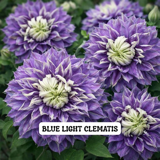 Blue Light Clematis Vine Live Plant, Double Blue Violet Blooms Spring Fall, 2.5 Inch Pot - Etsy