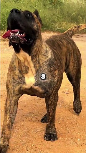 Top 5 Protection Dogs for Off-Grid Living