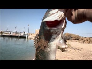 Canal Fishing in Imperial valley💯 (Central Main)