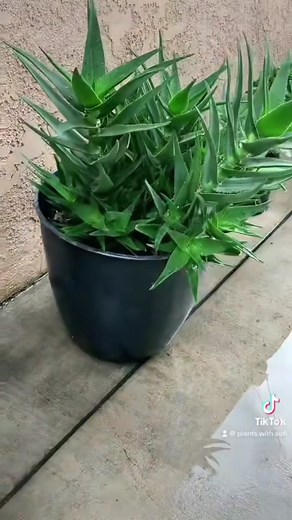 Climbing Aloe Plant Propagation Update: See New Growth from Cuttings!