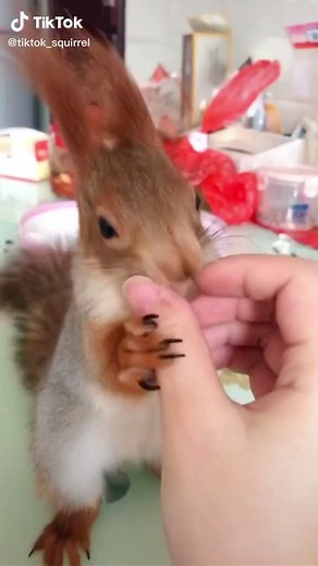 abrahamsonkohler on TikTok