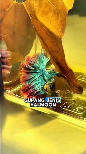 Halfmoon betta fish like to sleep at the bottom of the water? #fishkinian #cupangfish #bettafish ...