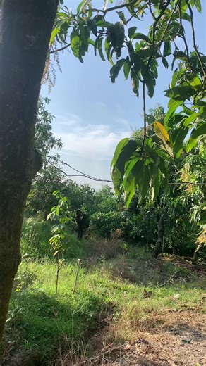 🌸 Xuân tới nơi, lòng người cũng nở 🌹🤗🤗🥰🥰#xuhuong #hanhtrinhxaykenhtiktok2025 #foryou #XuanToiNoi#TetGanRoi😇😇🤗