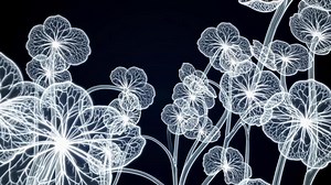 Download Abstract Flower Animation Black Background for free