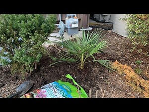 Planting My Mediterranean Fan Palm