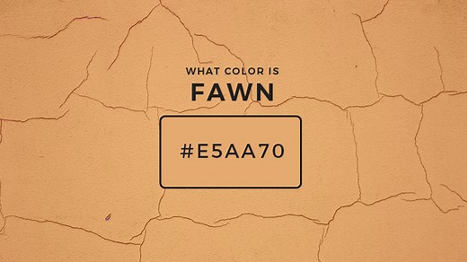 What Color Is Fawn? About Fawn Color