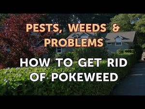 How to Get Rid of Pokeweed