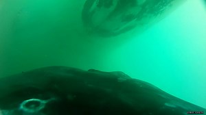 Underwater footage captures rare sight of humpback whale calves nursing