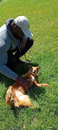 Happy puppy getting belly rubs #funny #dog