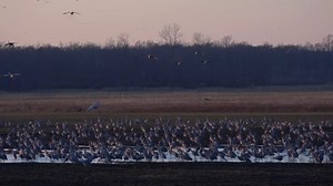 20,000 Sandhill Cranes migrate through Indiana, show signs of healthy wetlands
