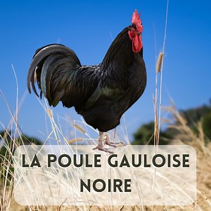 56K views · 1.1K reactions | Dominique nous parle de la POULE NOIRE GAULOISE, une race facile à élever qui n'a que des qualités. Il revient en detail sur toutes les informations à prendre en compte pour mener à bien votre élevage. | L'ArchiPelle | Facebook