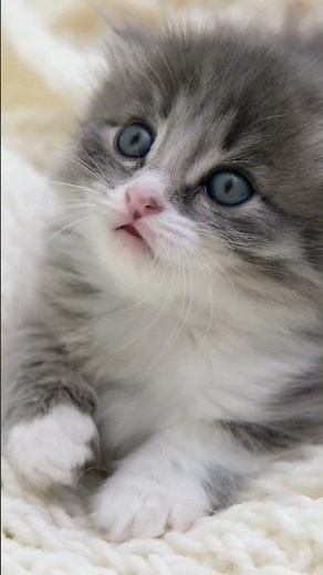 KEDİLER HAKKINDA İLGİNÇ BİLGİLER #kedi #cat #kediler #cats #belgesel #documentary #bilim #science