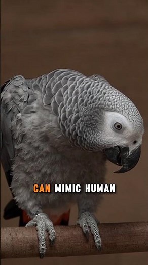 10 Smartest Animals That Outsmart Humans Sometimes 🧠🐒#AnimalFacts #SmartAnimals #Wildlife #Nature