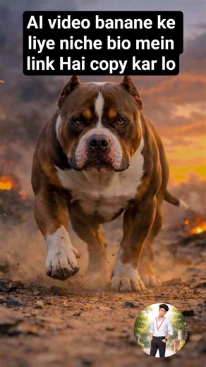 #pitbull #americanbully