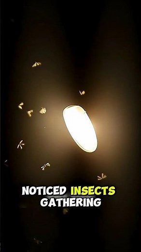 Light Trap Exposed‼️😱