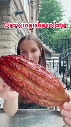 How to germinate cacao seeds so you can grow a CHOCOLATE PLANT🍫🌱🥲 s...