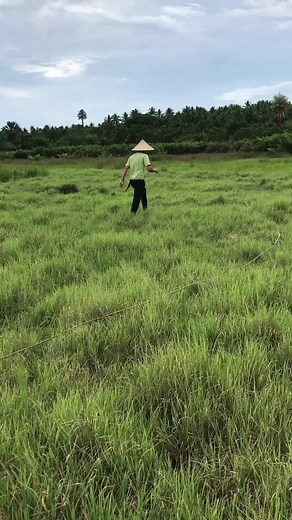 Our Next Breeding Bull 🐮 #cattle #cattleoftiktok #cattleranch #cattlefarm #cattlefarming #livestock #livestockfarming #countryside #buhaybukid #bukid #province #bull #cow #baka #breedingbull