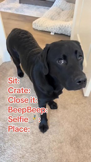 🚨 Video tutorials showing step by step 🔗 in our bio if you want to teach your dog these same tricks and many more! | Kasey and Crouton