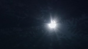 Moonlight through trees creates eerie atmosphere with captivating shadows and mysterious glow