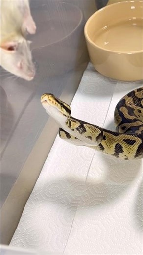 SUSHI | Pastel Enchi Het Clown Royal / Ball Python | #strike #short ⚡️🎬 (06.11.25)