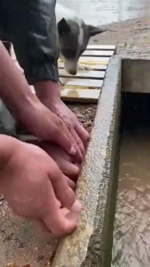 The silent bond that speaks volumesIn a world full of noise, this moment reminds us that the deepest