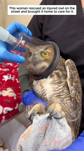 This woman rescued an injured owl on the street and brought it home to care for it.