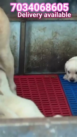 Labrador puppies for sale|booking at best price range in Kerala|Labrador puppies malayalam|lowprice