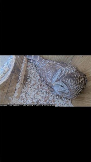 Do You Hear This Sound At Night?🦉 Barred Owl Call