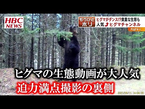 ヒグマの生態動画が大人気！迫力満点映像 撮影の裏側